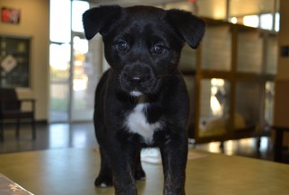 Labrottie Dogs for adoption in Rockwall, TX, USA