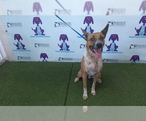 Mutt Dogs for adoption in Orlando, FL, USA