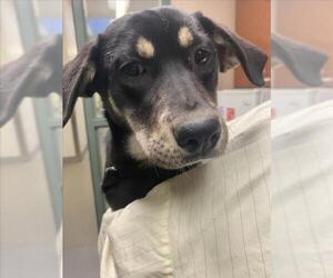 German Shepherd Dog-Unknown Mix Dogs for adoption in Rancho Cucamonga, CA, USA
