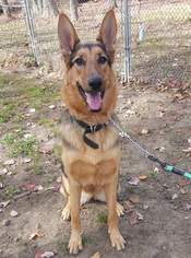 German Shepherd Dog Dogs for adoption in Pennington, NJ, USA
