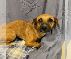 Chihuahua Dogs for adoption in Modesto, CA, USA