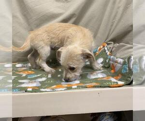 Cairn Terrier-Unknown Mix Dogs for adoption in Modesto, CA, USA