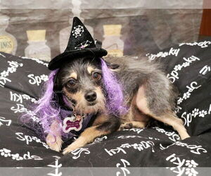 Mutt Dogs for adoption in Victorville, CA, USA