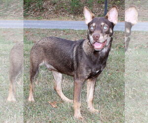 Huskies -Unknown Mix Dogs for adoption in Prattville, AL, USA