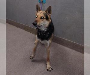German Shepherd Dog-Unknown Mix Dogs for adoption in Las Vegas, NV, USA