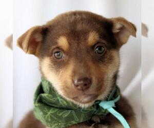 Labrador Retriever Dogs for adoption in Estherville, IA, USA