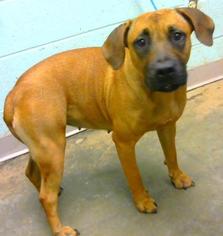 Black Mouth Cur-Unknown Mix Dogs for adoption in Decatur, GA, USA