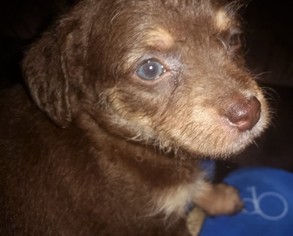 Border Collie Dogs for adoption in Silverlake, WA, USA