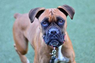 Boxer Dogs for adoption in San Francisco, CA, USA