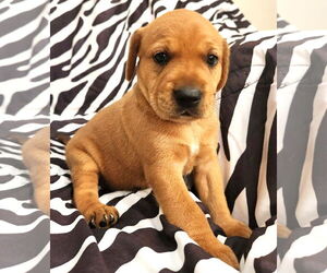 Beagle-Unknown Mix Dogs for adoption in Dunnellon, FL, USA