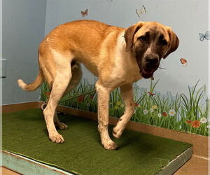Anatolian Shepherd Dogs for adoption in Downey, CA, USA