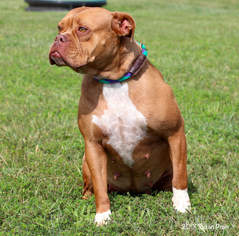 Bulldog Dogs for adoption in Bedford, VA, USA