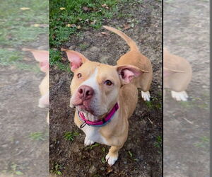 Medium Photo #2 Mutt Puppy For Sale in Gloversville, NY, USA