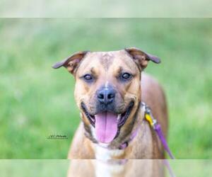 Bullboxer Pit Dogs for adoption in Sandy, UT, USA