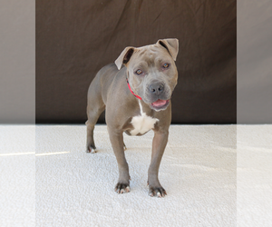 American Pit Bull Terrier Dogs for adoption in Pasadena, CA, USA
