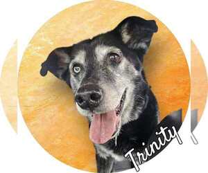 Labrador Retriever Dogs for adoption in Westminster, MD, USA