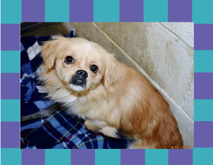 Medium Photo #1 Puginese Puppy For Sale in San Jacinto, CA, USA