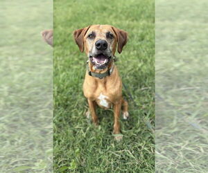Coonhound-Unknown Mix Dogs for adoption in Virginia Beach, VA, USA