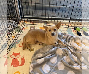Dachshund-Unknown Mix Dogs for adoption in Chico, CA, USA