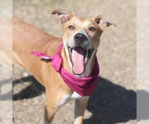 American Staffordshire Terrier-Unknown Mix Dogs for adoption in San Antonio, TX, USA