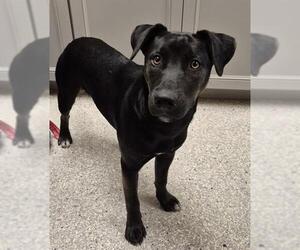 Australian Kelpie-Blue Lacy Mix Dogs for adoption in Lodi, CA, USA