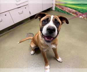 Boxer-German Shepherd Dog Mix Dogs for adoption in Moreno Valley, CA, USA