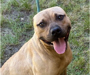 American Pit Bull Terrier Dogs for adoption in Tarboro, NC, USA