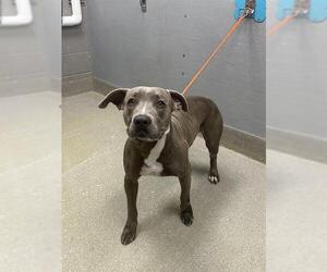 American Pit Bull Terrier-Unknown Mix Dogs for adoption in Las Vegas, NV, USA