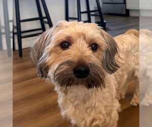 Havanese-Unknown Mix Dogs for adoption in Canton, CT, USA