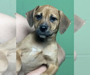 Mutt Dogs for adoption in Elmsford, NY, USA