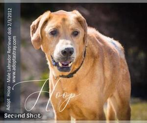 Labrador Retriever Dogs for adoption in Newport, KY, USA