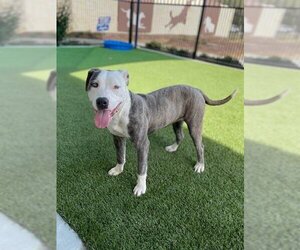 American Pit Bull Terrier-Pointer Mix Dogs for adoption in Baytown, TX, USA