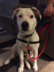 American Bulldog-Unknown Mix Dogs for adoption in Springville, NY, USA