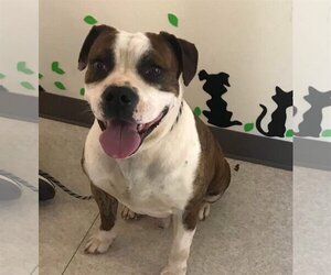 American Pit Bull Terrier-Bulldog Mix Dogs for adoption in Harrisville, WV, USA