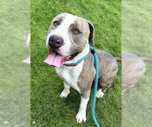 Mutt Dogs for adoption in Sacramento, CA, USA