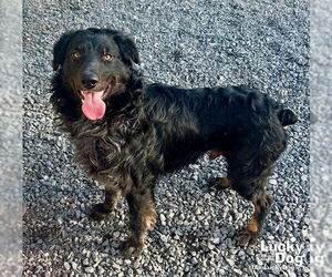 Australian Shepherd-Unknown Mix Dogs for adoption in Washington, DC, USA