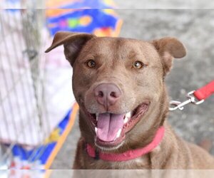 American Pit Bull Terrier-Doberman Pinscher Mix Dogs for adoption in Montgomery, TX, USA