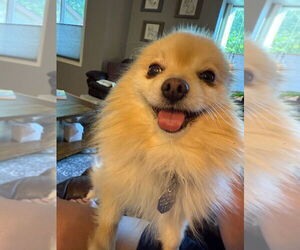 Pomeranian-Unknown Mix Dogs for adoption in Fort Collins, CO, USA