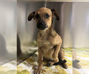 Chihuahua-Unknown Mix Dogs for adoption in Bakersfield, CA, USA