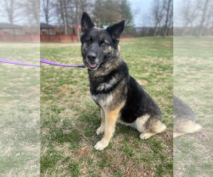 German Shepherd Dog-Huskies Mix Dogs for adoption in Bridgewater, NJ, USA