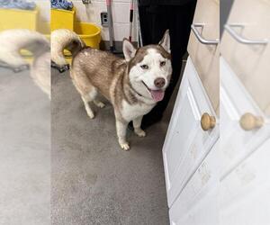- Mix Dogs for adoption in Forestville, MD, USA
