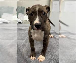 Mutt Dogs for adoption in Peoria, IL, USA