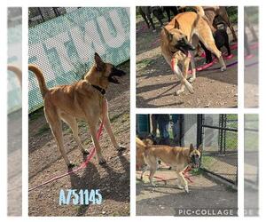 German Shepherd Dog-Unknown Mix Dogs for adoption in San Antonio, TX, USA