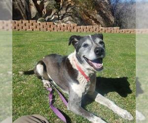 Border Collie-Unknown Mix Dogs for adoption in Kanab, UT, USA
