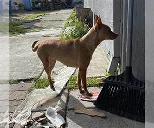 Chihuahua Dogs for adoption in Martinez, CA, USA