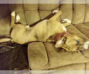 Medium Photo #1 Staffordshire Bull Terrier Puppy For Sale in San Antonio, TX, USA