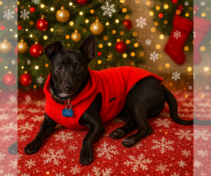 Chihuahua-Unknown Mix Dogs for adoption in San Francisco, CA, USA