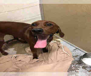 Medium Photo #1 Redbone Coonhound Puppy For Sale in Saginaw, MI, USA