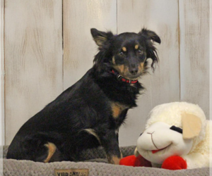 Chihuahua-Colonial Cocker Spaniel Mix Dogs for adoption in Cranston, RI, USA