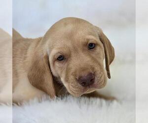 Labrador Retriever Dogs for adoption in San Diego, CA, USA